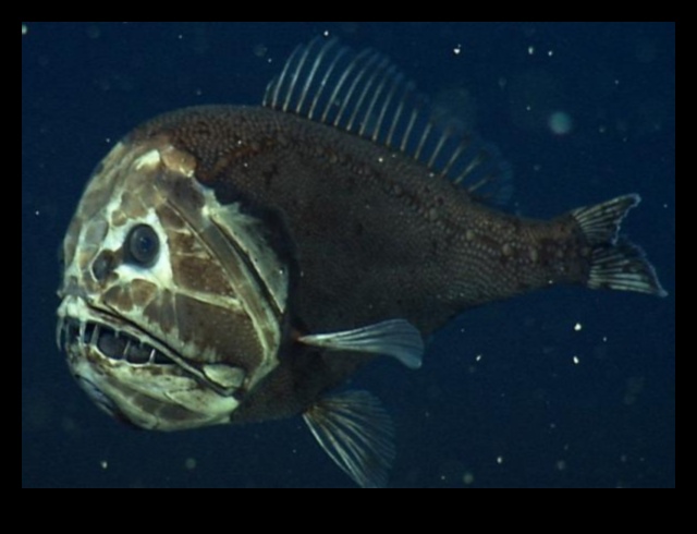 Deep Blue Mysteries Fenomene ciudate în adâncurile oceanului 3 Deep Blue Mysteries: Fenomene ciudate în adâncurile oceanului