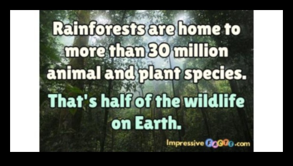 Pădurile tropicale, o casă pentru milioane de specii 3 De ce pădurile tropicale sunt considerate unul dintre cele mai diverse peisaje?