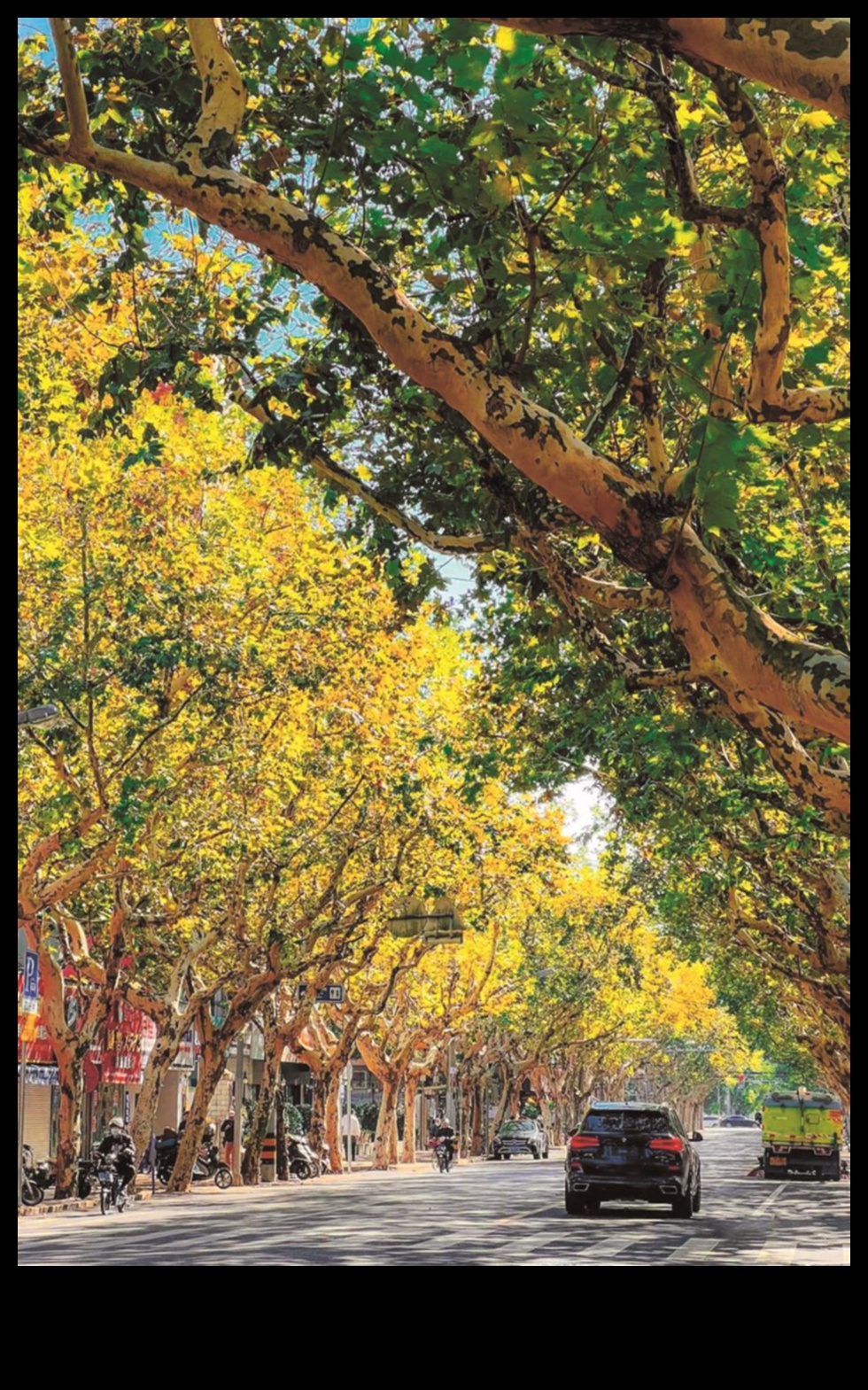 Grădina de Aur O etapă strălucitoare a splendorii toamnei 4 Grădina de aur: înflorește în aur strălucitor