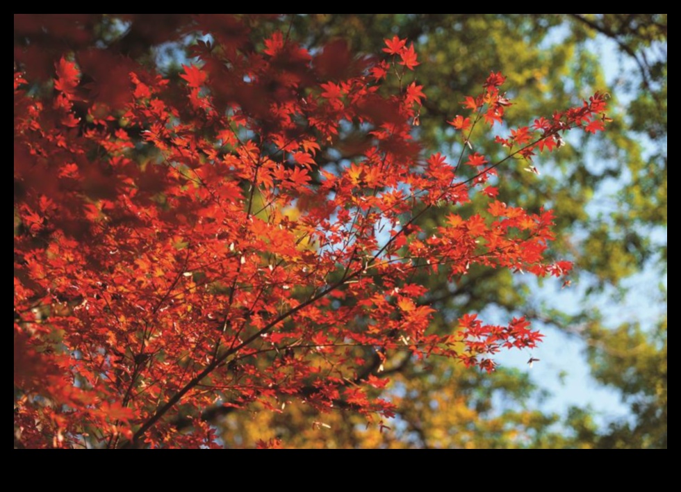 Grădina de Aur O etapă strălucitoare a splendorii toamnei 3 Grădina de aur: înflorește în aur strălucitor