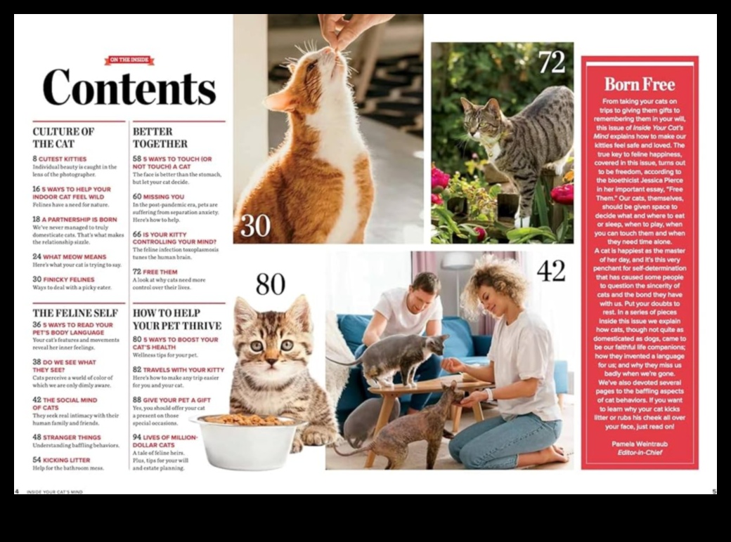 Limbajul gunoiului Înțelegerea comportamentului pisicii în baie 3 Limbajul gunoiului: înțelegerea comportamentului pisicii în baie