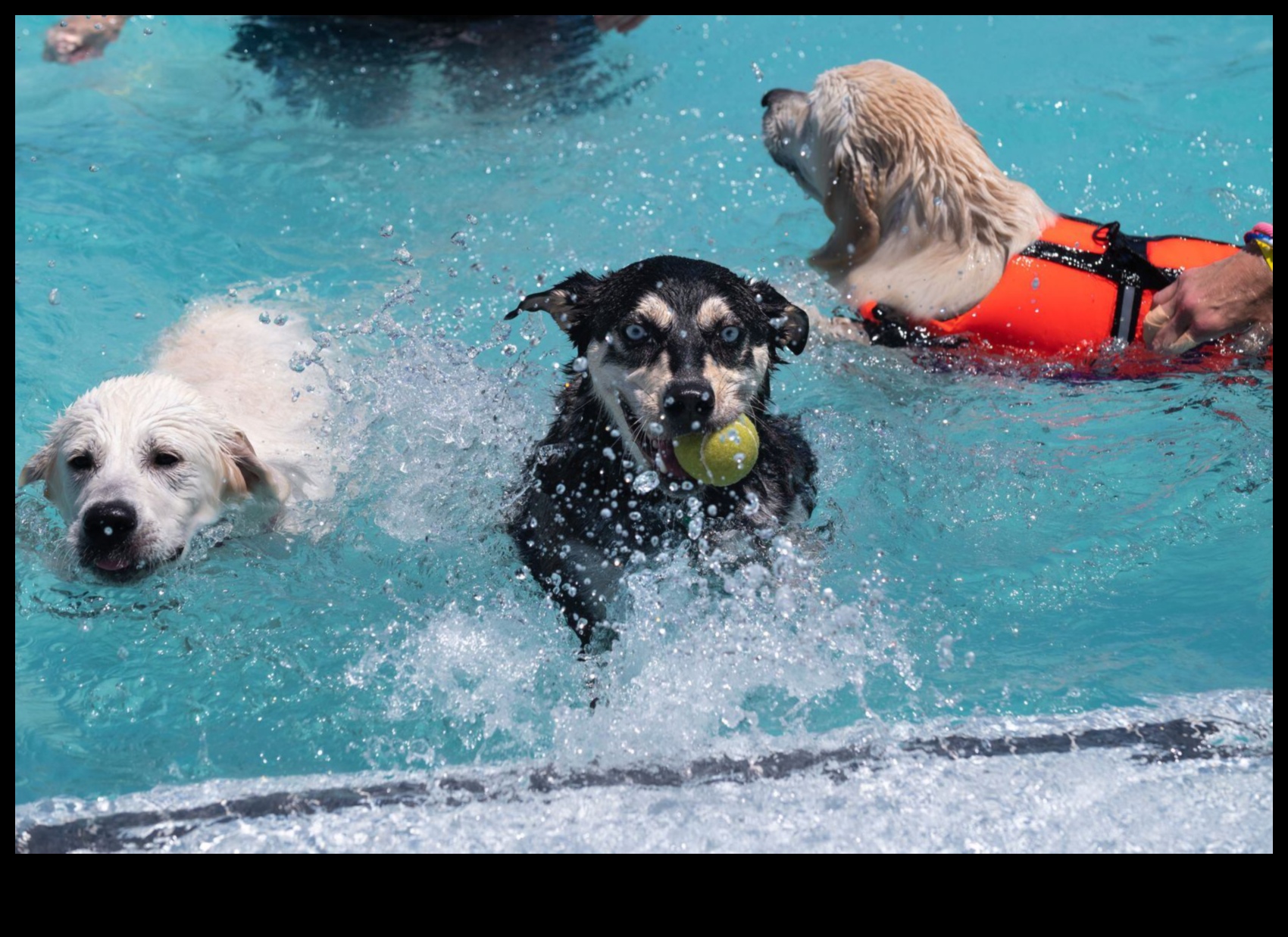 Puppy Pool Paw-ty Water Games for Cooling Off 4 Puppy Pool Paw-ty: Jocuri cu apă pentru răcorire
