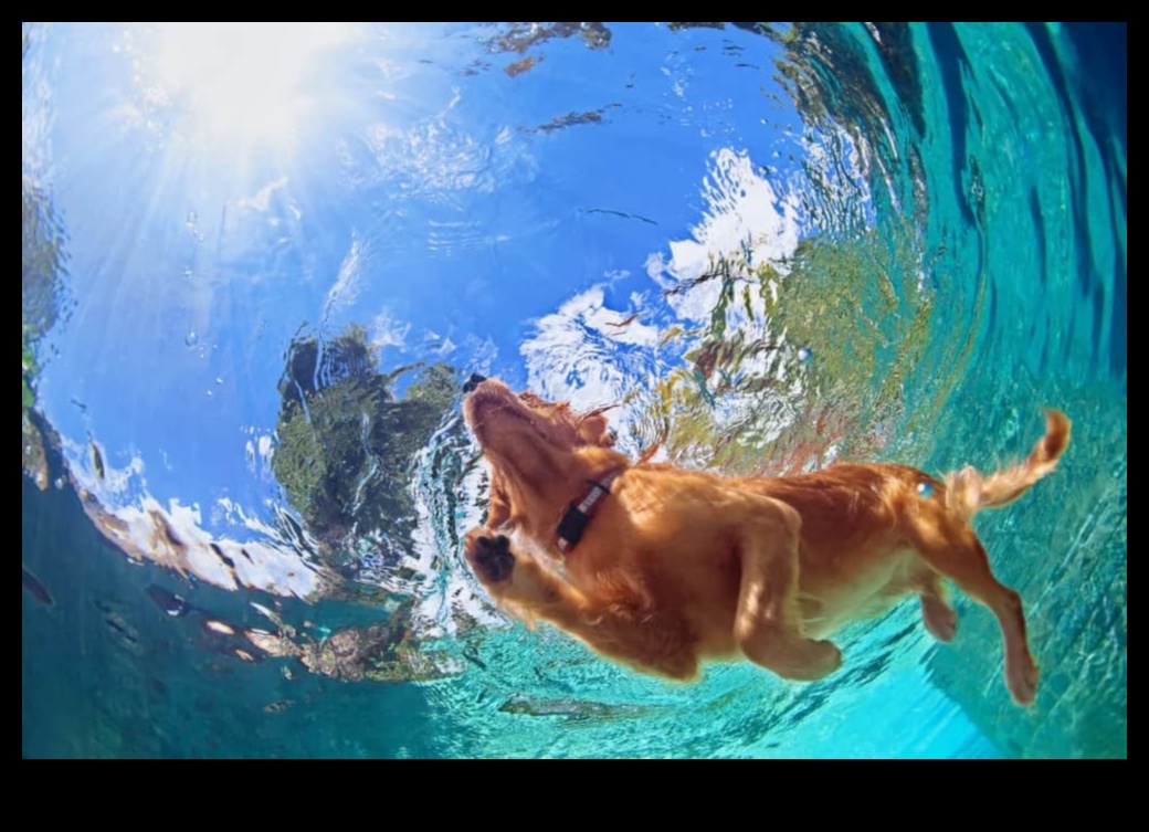 Puppy Pool Paw-ty Water Games for Cooling Off 3 Puppy Pool Paw-ty: Jocuri cu apă pentru răcorire