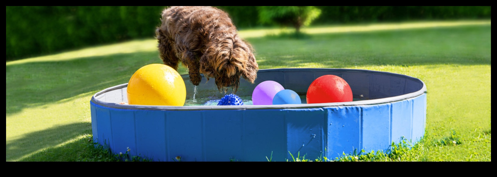 Puppy Pool Paw-ty Water Games for Cooling Off 2 Puppy Pool Paw-ty: Jocuri cu apă pentru răcorire