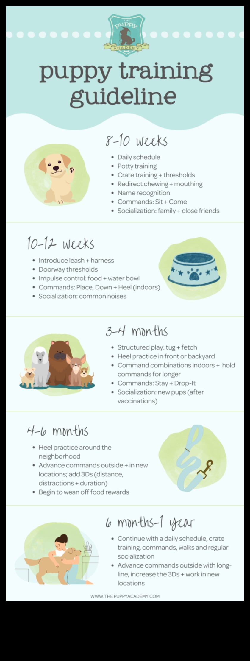 Sfaturi de dresaj preșcolar pentru cățeluși pentru noii părinți de câini 2 Puppy Preschool: Sfaturi de dresaj timpuriu pentru noii părinți câini