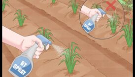 Apără, descurajează, înfrânge 3 pași către o grădină fără dăunători 3 Apără, descurajează, înfrânge: strategii pentru o grădină fără dăunători