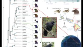 Arhiviști aviari Cum folosesc păsările instrumentele în sălbăticie 6 Arhiviști aviari: cum folosesc păsările instrumentele în sălbăticie