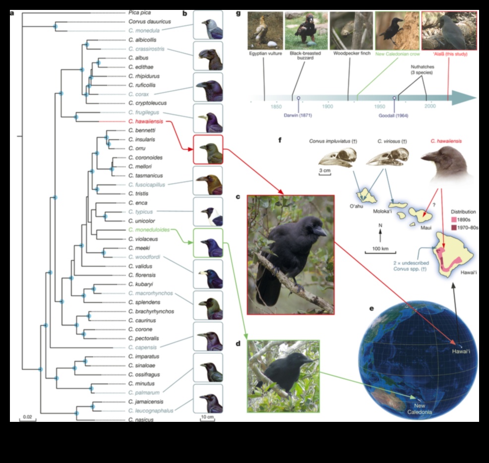 Arhiviști aviari Cum folosesc păsările instrumentele în sălbăticie 1 Arhiviști aviari: cum folosesc păsările instrumentele în sălbăticie