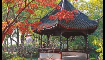 Grădina de aur: înflorește în aur strălucitor