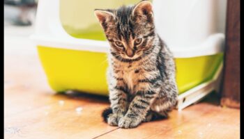 Limbajul gunoiului: înțelegerea comportamentului pisicii în baie