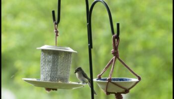 Observarea păsărilor DIY: crearea de hrănitori de casă și atragerea păsărilor locale