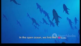 Cerceta Oceanului Sunetele peștilor și viața subacvatică 3 Orchestra Oceanului: Sunetele peștilor și viața subacvatică