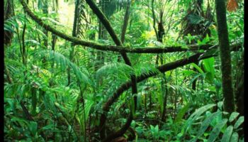 De ce pădurile tropicale sunt considerate unul dintre cele mai diverse peisaje?