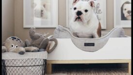 Paturi pentru câini DIY: Creați spații confortabile de dormit pentru câinele dvs