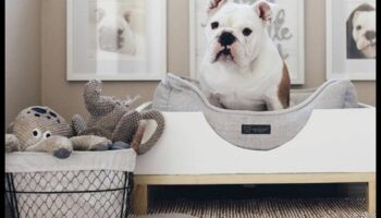 Paturi pentru câini DIY: Creați spații confortabile de dormit pentru câinele dvs