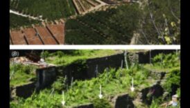 Peisaje terasate O moștenire vie 4 De ce sunt importante terasele agricole pentru gestionarea peisajelor deluroase?