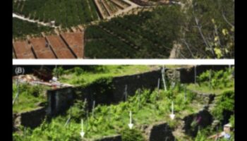 De ce sunt importante terasele agricole pentru gestionarea peisajelor deluroase?