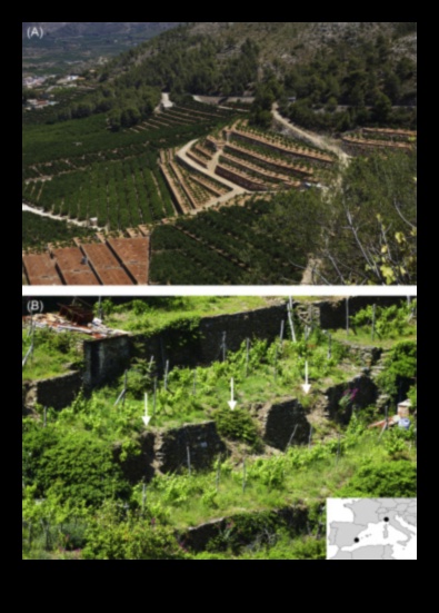 Peisaje terasate O moștenire vie 1 De ce sunt importante terasele agricole pentru gestionarea peisajelor deluroase?