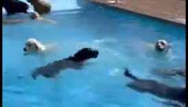 Petrecerea Puppy Pool Învinge căldura cu distracția în apă asupra câini 2 Petrecere Puppy Pool: Învinge căldura cu distracția cu apă pentru câini