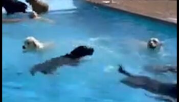 Petrecere Puppy Pool: Învinge căldura cu distracția cu apă pentru câini