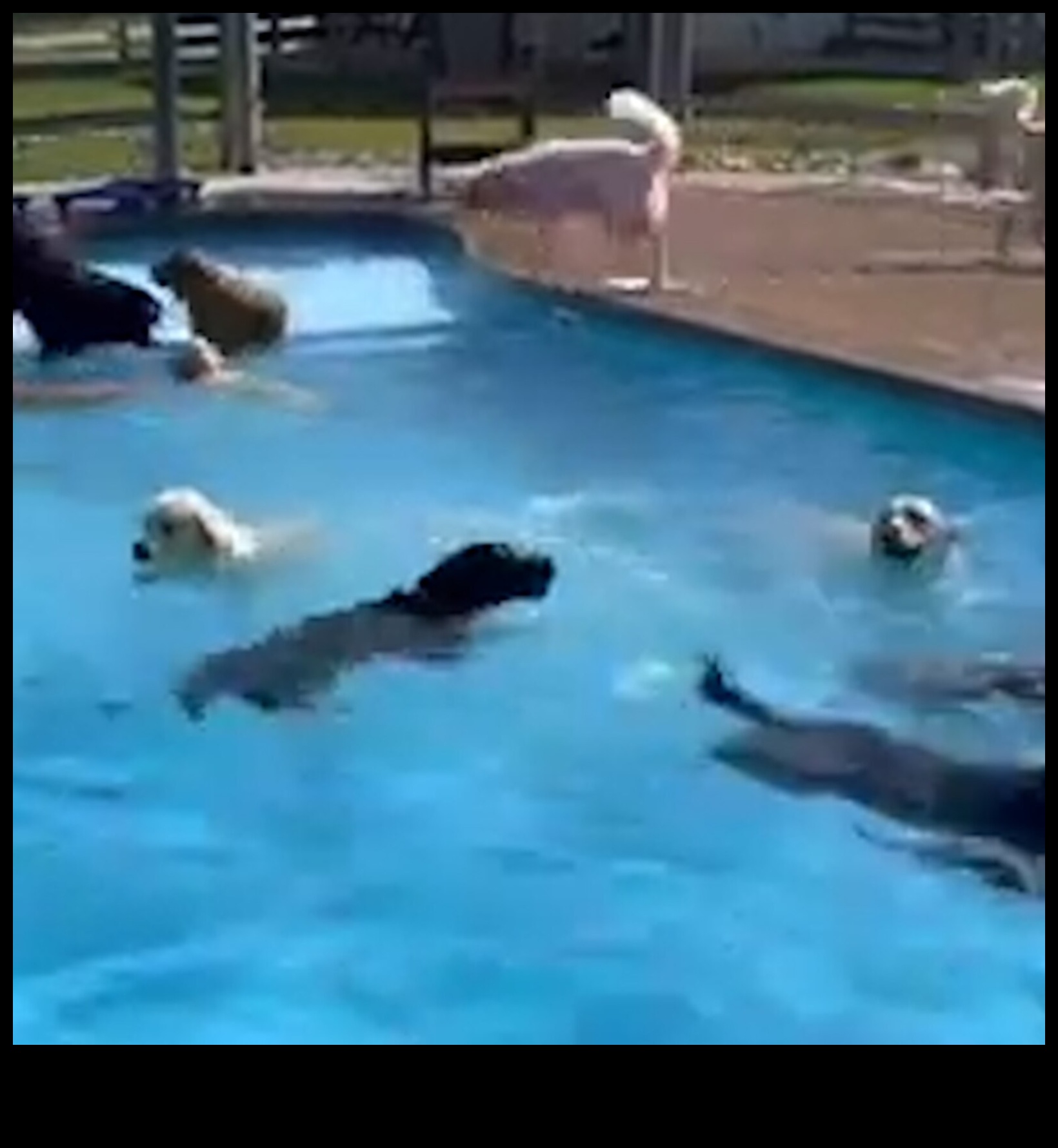 Petrecerea cățelușilor la piscină Învinge căldura cu distracția cu apă pentru câini 1 Petrecere Puppy Pool: Învinge căldura cu distracția cu apă pentru câini