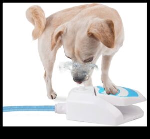 Puppy Pool Paw-ty: Jocuri cu apă pentru răcorire