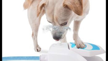 Puppy Pool Paw-ty: Jocuri cu apă pentru răcorire