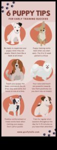 Puppy Preschool: Sfaturi de dresaj timpuriu pentru noii părinți câini