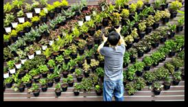 Suire verticală O grădină verticală a minunilor înflorite în toate dimensiunile 1 Urcare verticală: minuni înfloritoare în toate dimensiunile