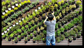 Urcare verticală: minuni înfloritoare în toate dimensiunile